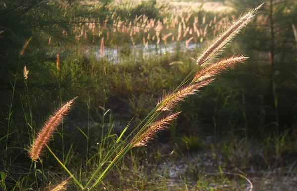 Oreilles Herbe Prairie Illuminées Par Soleil Soir — Photo