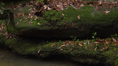 Yosun kaplı kayalar ve damlayan su damlaları.