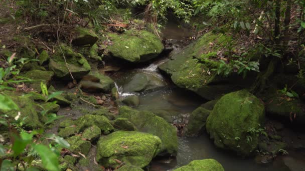 Creek corre en una selva tropical entre piedras cubiertas de musgo verde. — Vídeo de stock