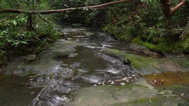 Ormanda geniş bir kaya boyunca hızlı dere suyu dalgalanır..