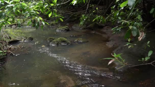 A água flui em uma floresta tropical com exuberantes bancos de árvores verdes ao redor. — Vídeo de Stock