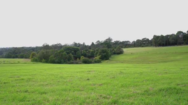 一只曼德尔犬和一只澳大利亚牧羊犬在草地上从左跑到右跑. — 图库视频影像