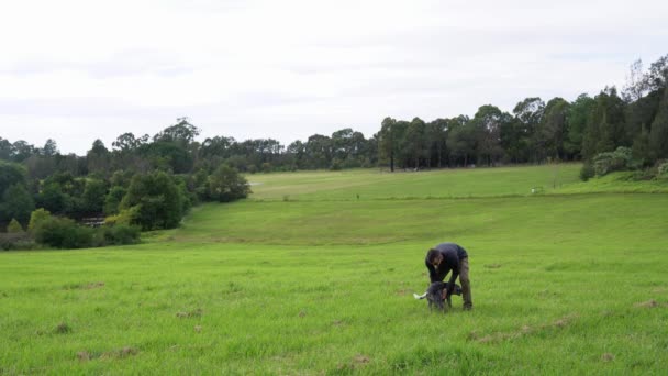 一个男人在绿草上和一只澳大利亚牧羊犬玩耍. — 图库视频影像