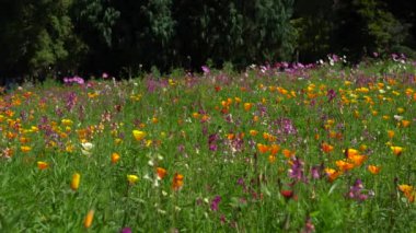 Yoğun çiçeklerle kaplanmış yeşil çimlerle dolu bir dosya..