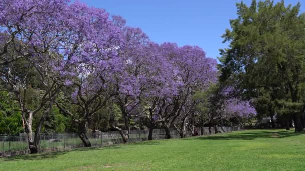 Jacaranda ανθισμένα δέντρα ταλαντεύονται στον άνεμο σε ένα πάρκο με πράσινο γρασίδι. — Αρχείο Βίντεο