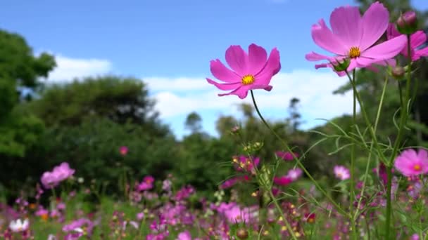 青空を背景に紫色の化粧品の花を閉じます. — ストック動画