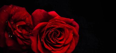 Sevgililer Günü 'nde süslenmiş su damlacıklarıyla süslenmiş romantik kırmızı güllerin yakın plan fotoğrafı. Siyah arka planda izole edilmiş ve fotokopi alanı olan güller üzerine seçici bir odak noktası var.