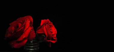 Sevgililer Günü 'nde süslenmiş su damlacıklarıyla süslenmiş romantik kırmızı güllerin yakın plan fotoğrafı. Siyah arka planda izole edilmiş ve fotokopi alanı olan güller üzerine seçici bir odak noktası var.
