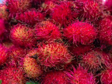 Rambutan, Sapindaceae familyasından bir tropikal ağaçtır. Bu isim aynı zamanda bu ağacın ürettiği yenilebilir meyveyi de ifade eder..