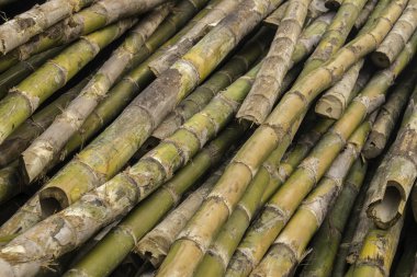 Bambu bölümü inşaat için. 