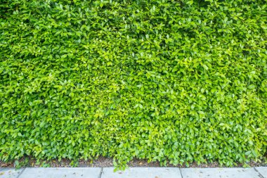 yeşil bir bahçe arkaplanı