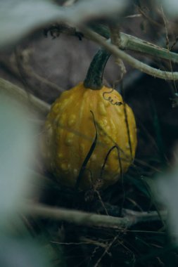 Ormanda Cadılar Bayramı Balkabağı
