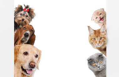 group of dogs on background clipart