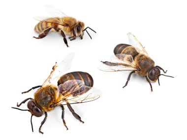 Bee isolated on the white clipart