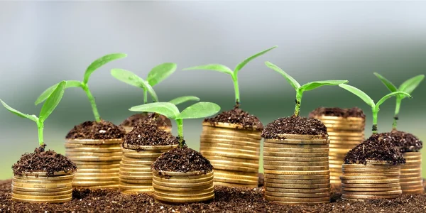 Coins in soil with young plants — Stock Photo, Image