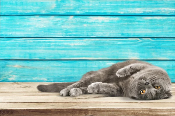 Lindo gato gris — Foto de Stock