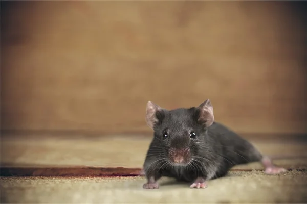 Mouse animal Stock Photos, Royalty Free Mouse animal Images | Depositphotos Mouse animal Stock Photos, Royalty Free Mouse animal Images | Depositphotos