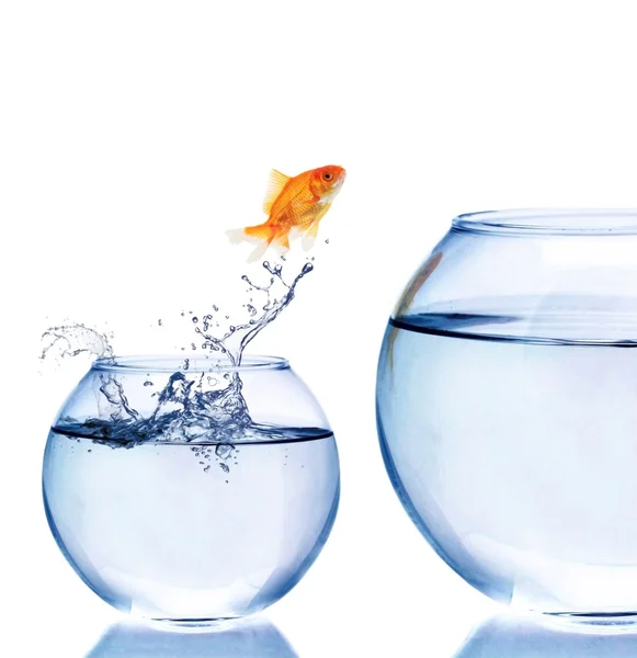 Goldfish Jumping  to bigger aquarium — Stock Photo, Image