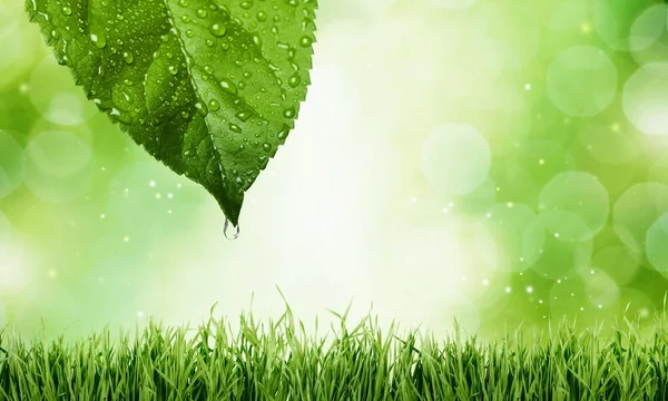 Grass and green  leaf 