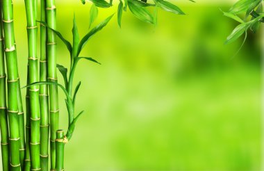 birçok bambu saplarını 