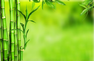 many bamboo stalks  clipart