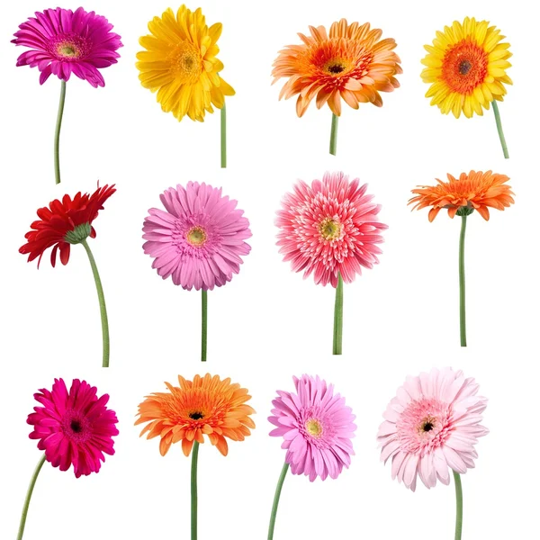 Collage af Gerber Daisy blomst - Stock-foto