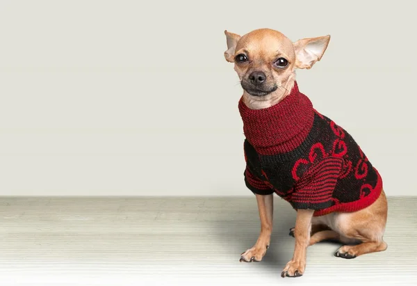 Chihuahua cane indossa maglione — Foto Stock