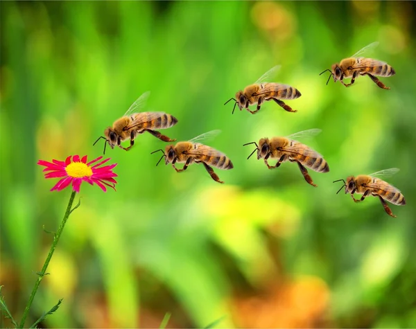 Schöne Blume und Bienen im Flug. — Stockfoto
