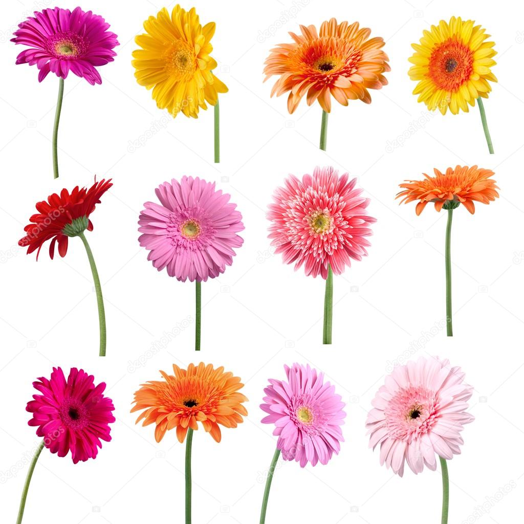 collage de Gerber Daisy flor 2023