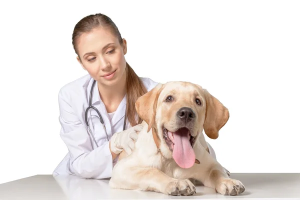 Krásný mladý lékař se psem — Stock fotografie