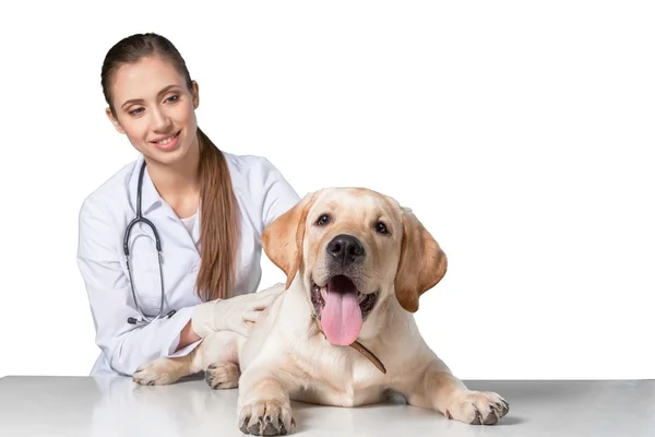 Vackra unga veterinären med en hund — Stockfoto