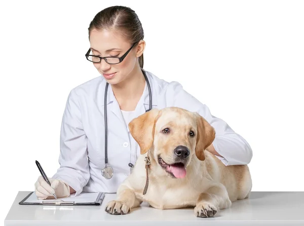 Belo veterinário jovem com um cão — Fotografia de Stock