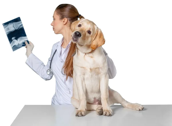 Junge Tierärztin untersucht Hunde auf Röntgenbildern — Stockfoto