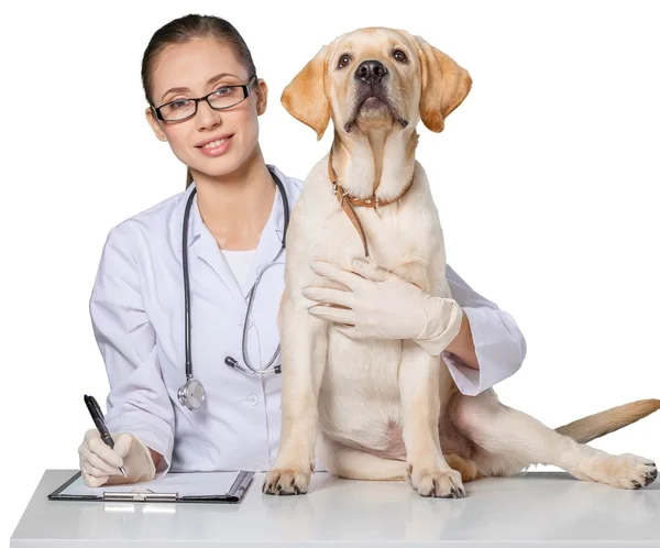 Beau jeune vétérinaire avec un chien — Photo