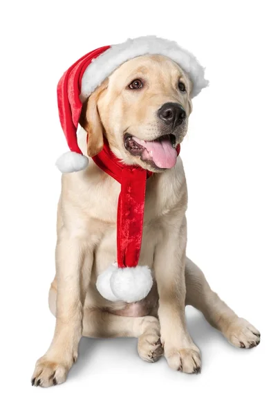 Labrador retriever, w kapeluszu, santa — Zdjęcie stockowe