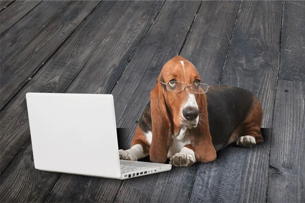 Basset Λαγωνικός σκύλος με φορητό υπολογιστή — Φωτογραφία Αρχείου