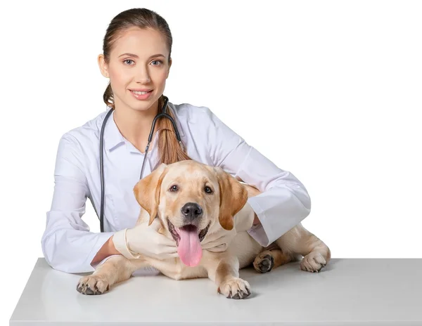Piękne młode weterynarza z psem — Zdjęcie stockowe
