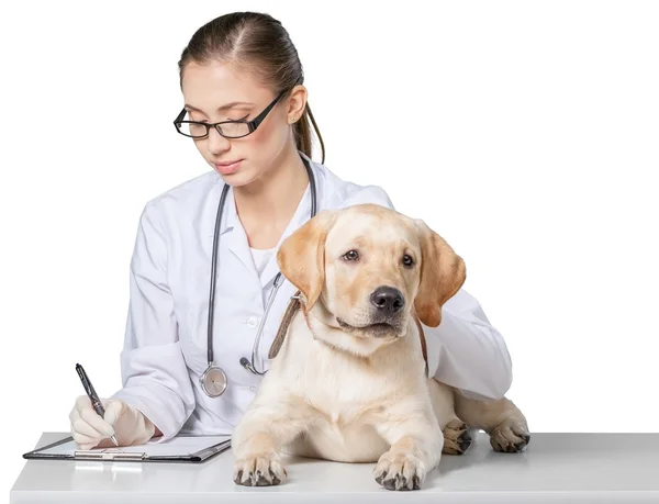 Belo veterinário jovem com um cão — Fotografia de Stock