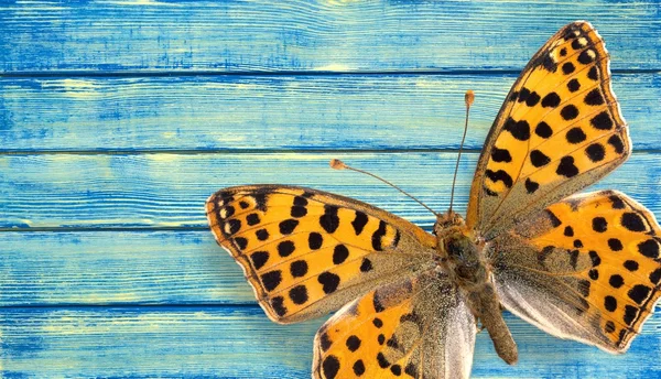 Borboleta colorida isolada — Fotografia de Stock