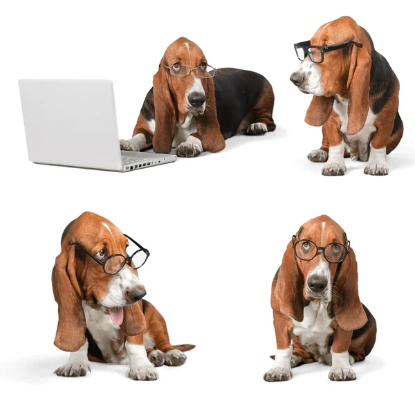 Pies Basset hound — Zdjęcie stockowe