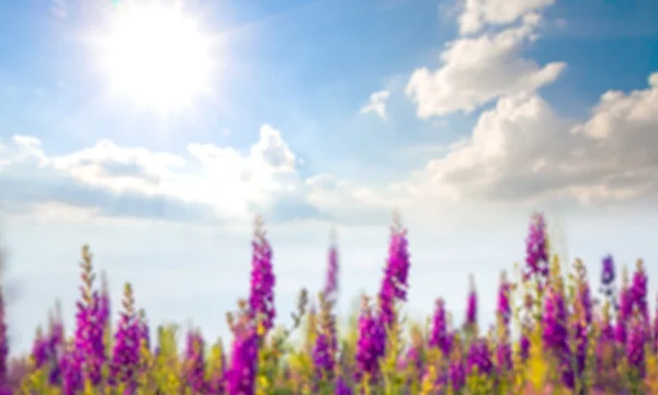 Flores violetas no campo — Fotografia de Stock