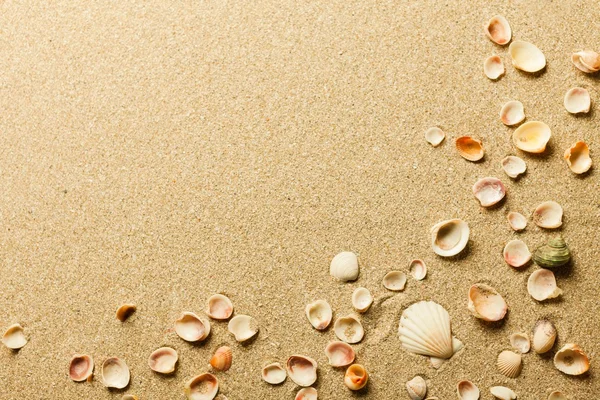 Conchas en la arena en la playa — Foto de Stock