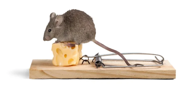 Mouse grigio e trappola per topi — Foto Stock