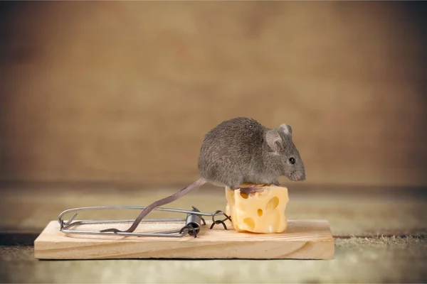 Ratón gris y trampa del ratón — Foto de Stock