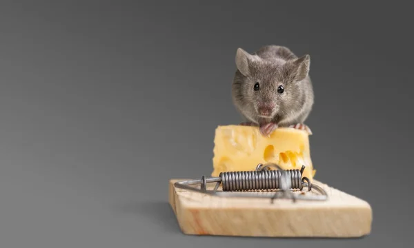 Trampa con queso y ratón — Foto de Stock