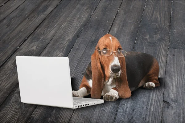 Basset Hound dog with laptop — Stock Photo, Image