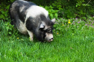 yeşil çim ile büyük domuz 