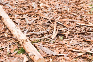 ahşap talaş yakın çekim