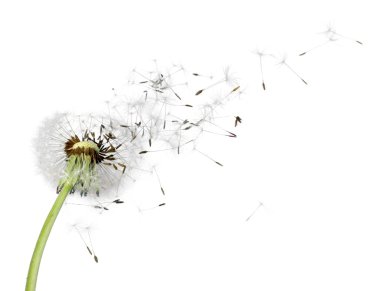 Flying dandelion seeds  clipart