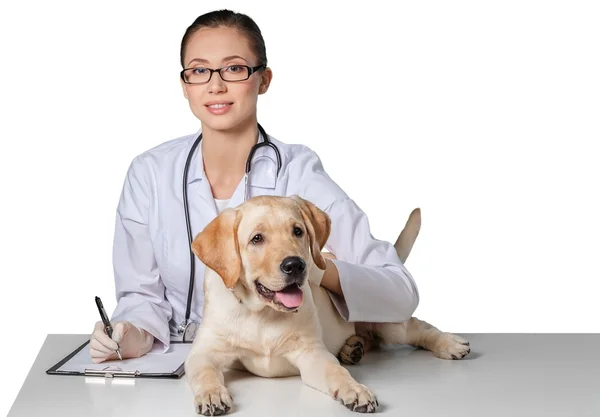 美しい若い獣医は犬と — ストック写真